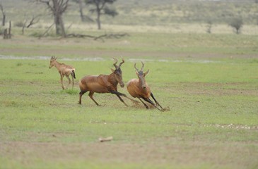 Red hartebeest (Acelaphus caama) kalahari desert