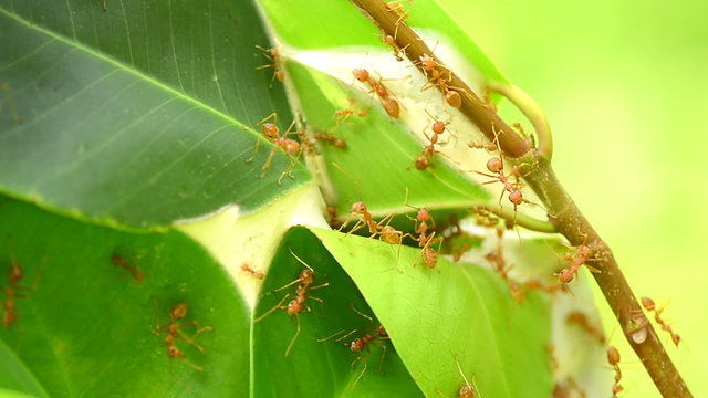 Red ants nest