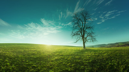 Fototapeta na wymiar A lone tree on a meadow at sunrise, idyllic, fabulous landscapes