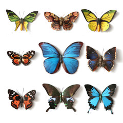 Fototapeta na wymiar Nadziewane owady Butterfly collection