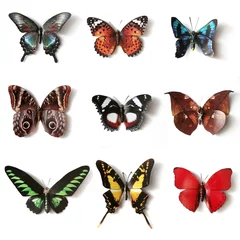 Crédence de cuisine en verre imprimé Papillon Insectes empaillés Collection Papillon