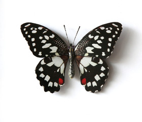 Ornithoptera Paradisea