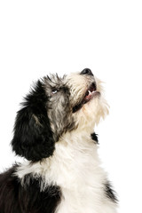 Polish Lowland Sheepdog isolated on a white background
