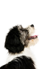 Polish Lowland Sheepdog isolated on a white background