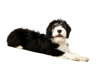 Polish Lowland Sheepdog isolated on a white background