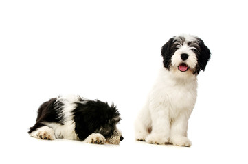 Polish Lowland Sheepdog isolated on a white background