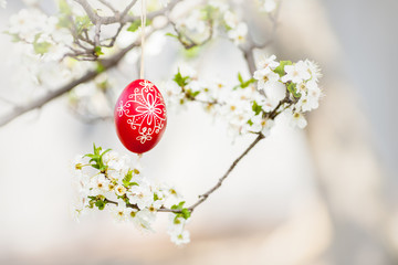 Easter traditional egg hanging on bough with cherry blossom