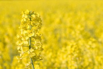 Fototapeta premium close view of colza in bloom on yellow background