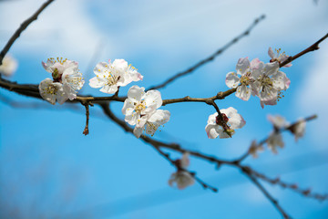 Flowering branch of apricot