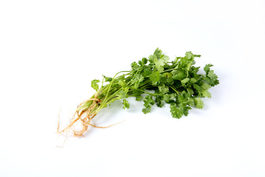bunch of fresh cilantro isolated on white