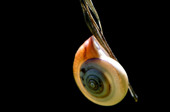 escargot