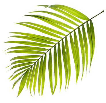 Fototapeta Green leaf of palm tree on white background