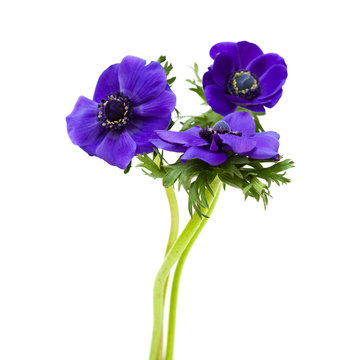 Fototapeta dark blue anemone