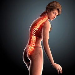 female spinal cord pain anatomy