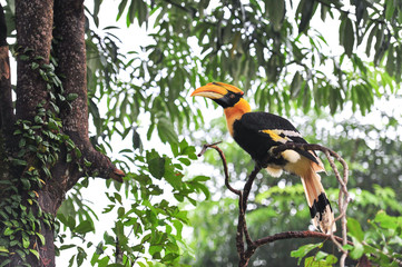 Great hornbilll