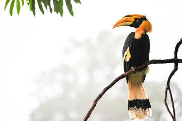 Great hornbilll © nengloveyou