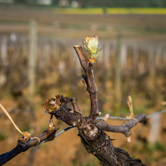 réveil de la vigne