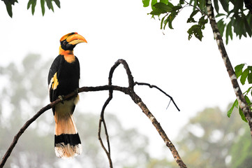 Great hornbilll © nengloveyou