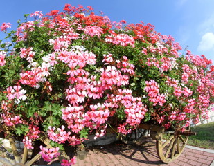 wagon with many blooming Geraniums in summer in the mountains