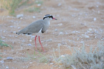 Crowned Lapwing (Plover) (Vanellus coronatus) , Kalahari desert