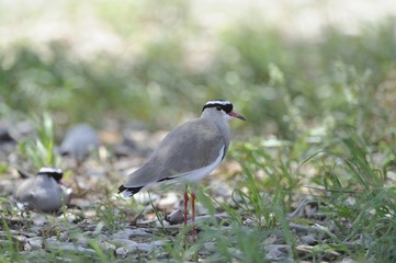 Crowned Lapwing (Plover) (Vanellus coronatus) , Kalahari desert