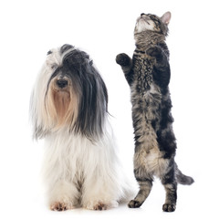 tibetan terrier and cat