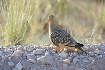 Namaqua Sand Grouse ( Pterocles namaqua)  in in Kalahari desert