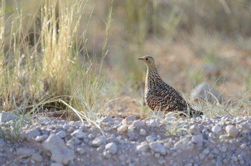 Namaqua Sand Grouse ( Pterocles namaqua)  in in Kalahari desert