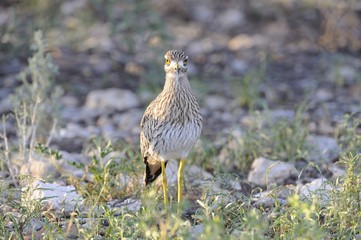 Spotted Thickknee (Burhinus capensis), aka Dikkop, Kaahari deser