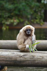 White handed gibbon