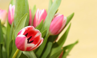 Fototapeta premium Tulpe