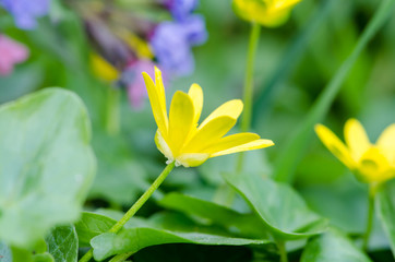 purple yellow flowers