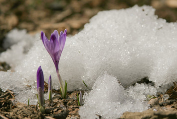 Soli nella neve rinascita dei fiori crochi Crocus