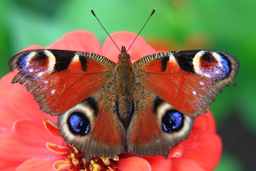 butterfly peacock in the nature