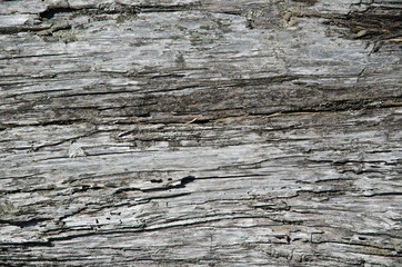 Old weathered pine tree surface