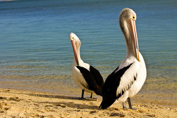 Australian Pelican