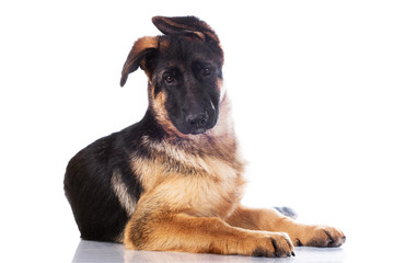 Obraz premium german shepherd puppy with funny ears