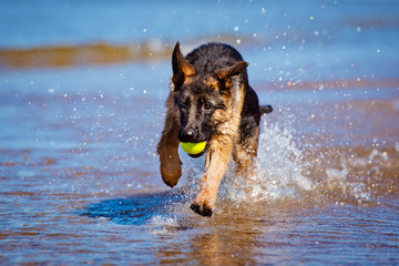 german shepherd puppy runs in the water