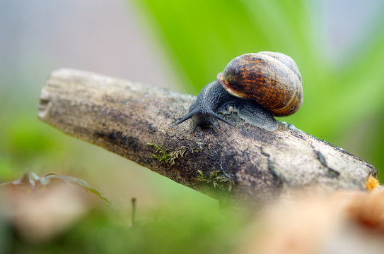 Snail in the woods