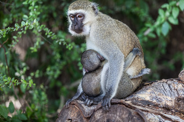 Affe