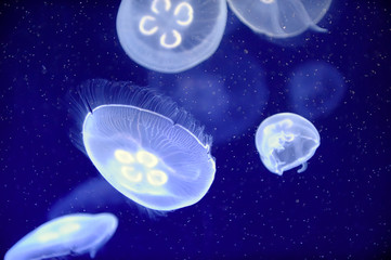 underwater image of jellyfishes