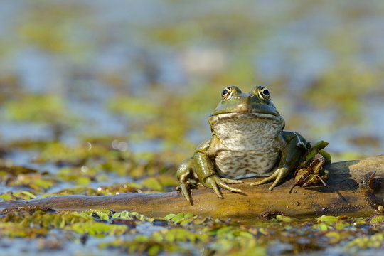 frog in natural habitat