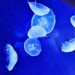 Naklejka na ściany i meble underwater image of jellyfishes