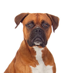 Fototapeta premium Brown dog bulldog
