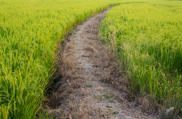 Rice farm,vintage style