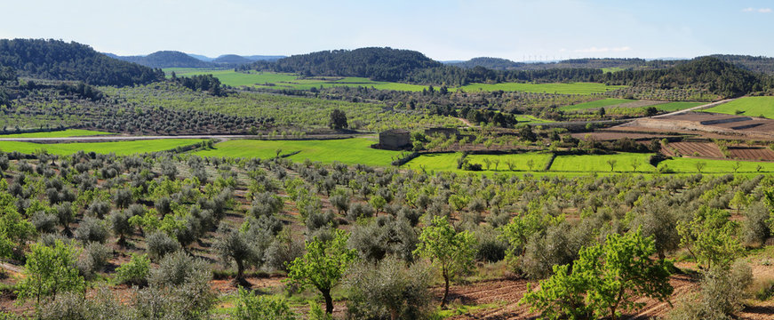 Plantation fields near Vallbona de les Monges