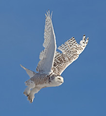Snowy Owl