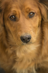 Portrait of a Daschund mix puppy