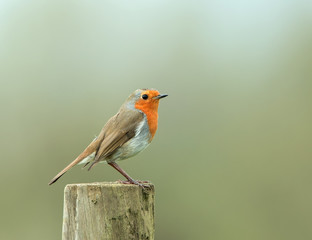 European Robin