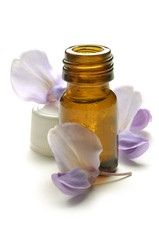 Wisteria frutescens Глициния Glicine フジ属 Blauregen